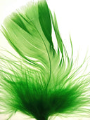 A close up of a green feather on a white background